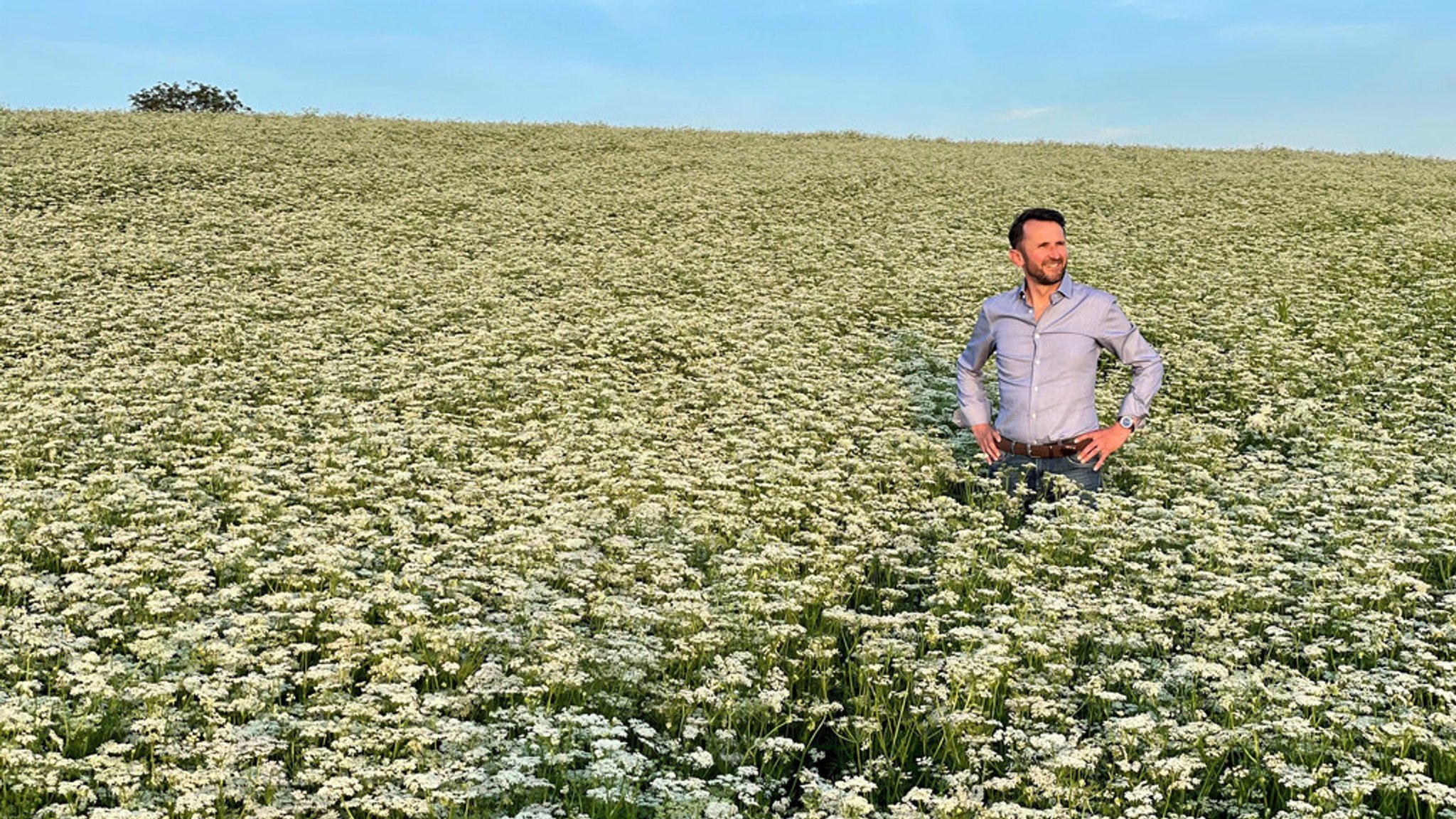 Frühjahr 2022: Der Kümmel steht in voller Blüte. Jakob Lipp in seinem Kümmelfeld im Landkreis Mühldorf.