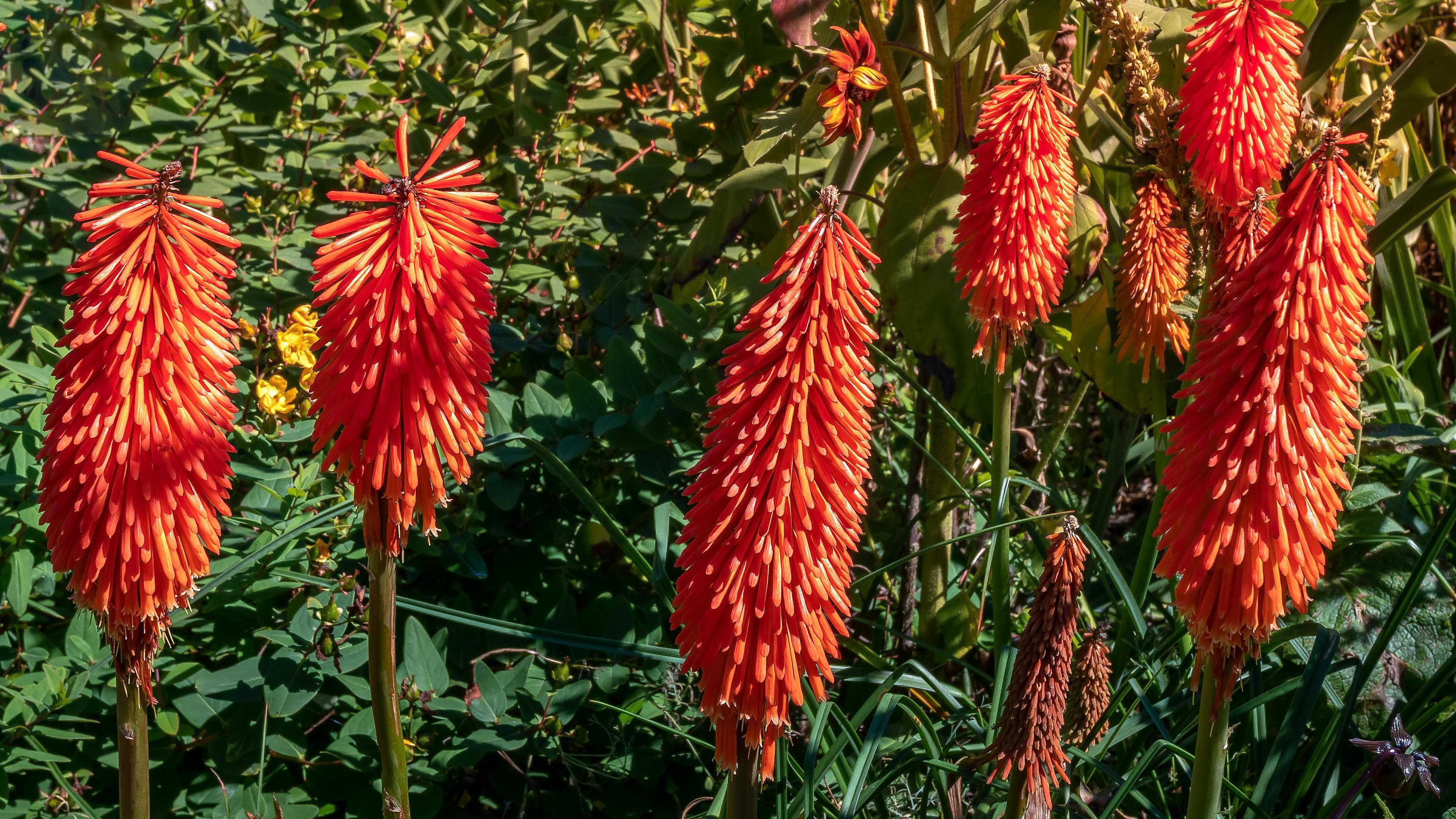 Schnittgut Alles Aus Dem Garten Rezepte Germany Garten