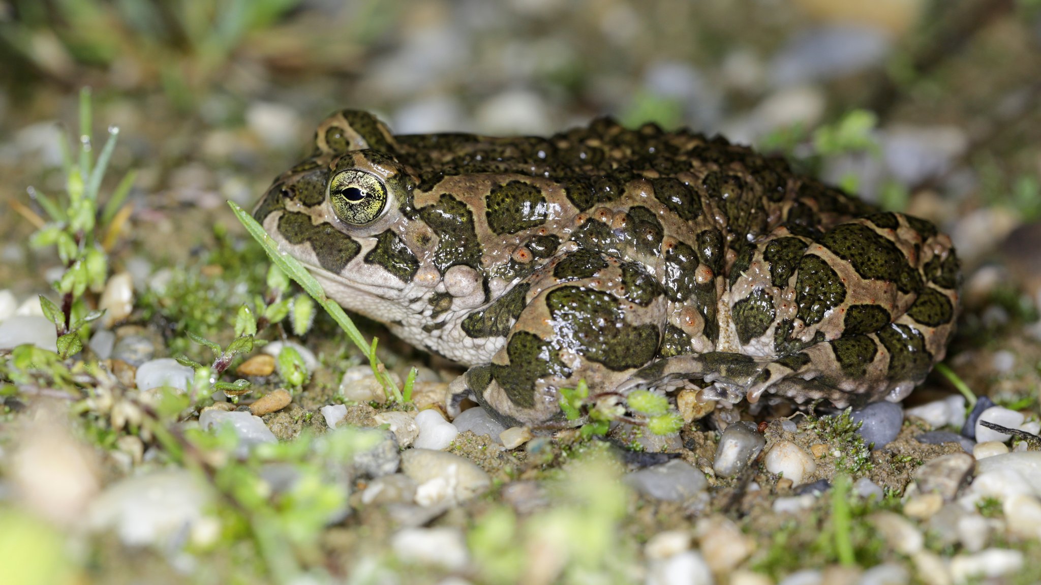 Die Wechselkröte ist in Bayern vom Aussterben bedroht.