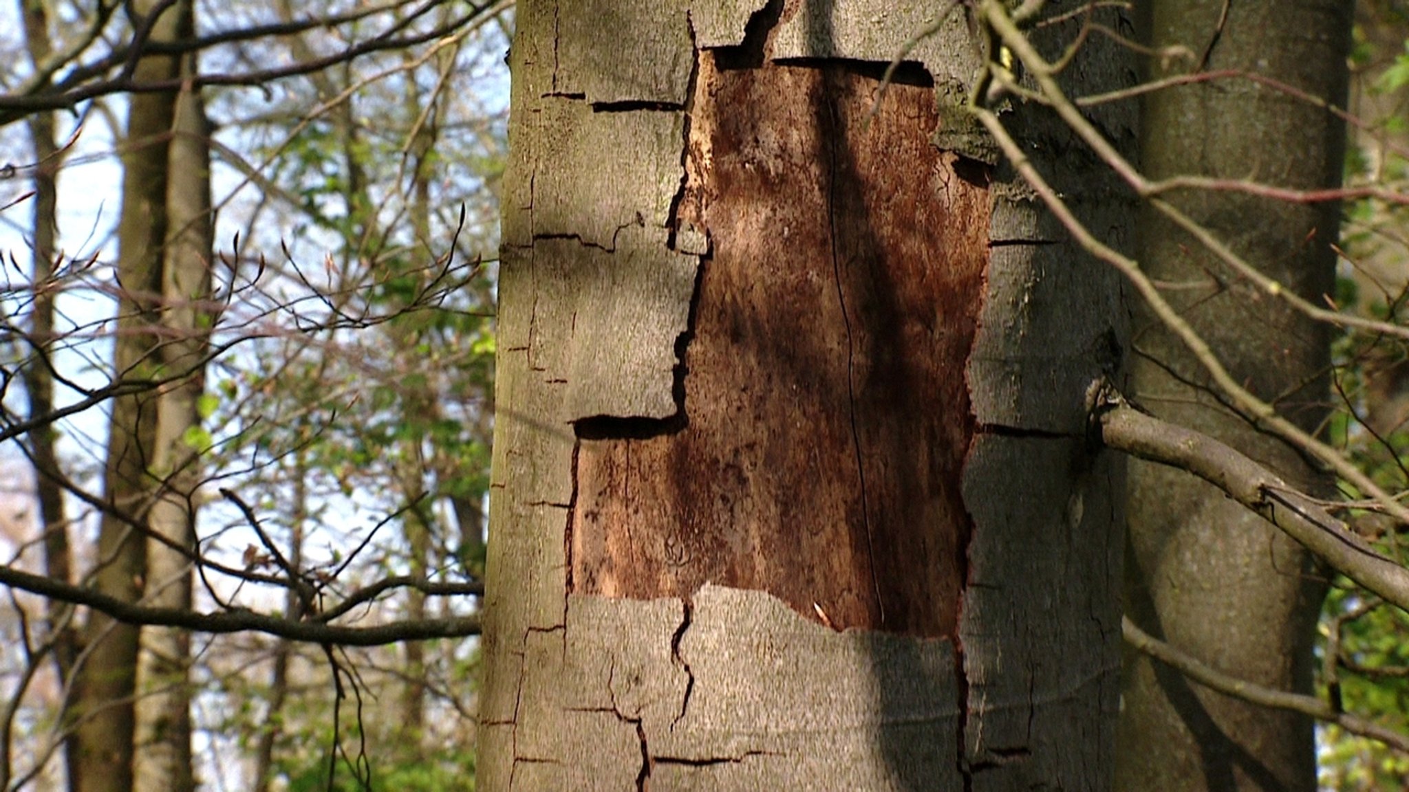 Bäume verdursten in Franken