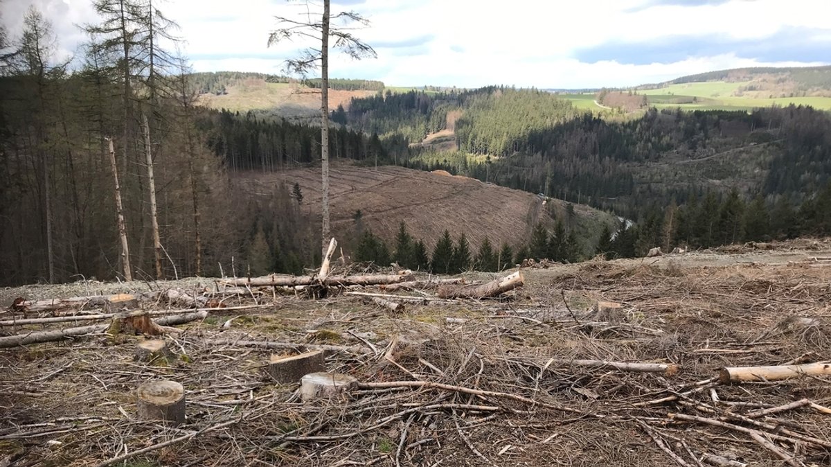 Borkenkäfer: Andere Problemregionen in diesem Jahr 