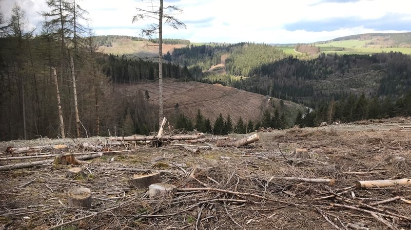 Einige Flächen des Frankenwalds bestehen nur noch aus Totholz. Aufgrund des Borkenkäfers gingen letztes Jahr etwa 1.500 Hektar Waldfläche im Frankenwald verloren. Besonders die Fichten sind betroffen. | Bild: BR/Markus Feulner Einige Flächen des Frankenwalds bestehen nur noch aus Totholz. Aufgrund des Borkenkäfers gingen letztes Jahr etwa 1.500 Hektar Waldfläche im Frankenwald verloren. Besonders die Fichten sind betroffen.