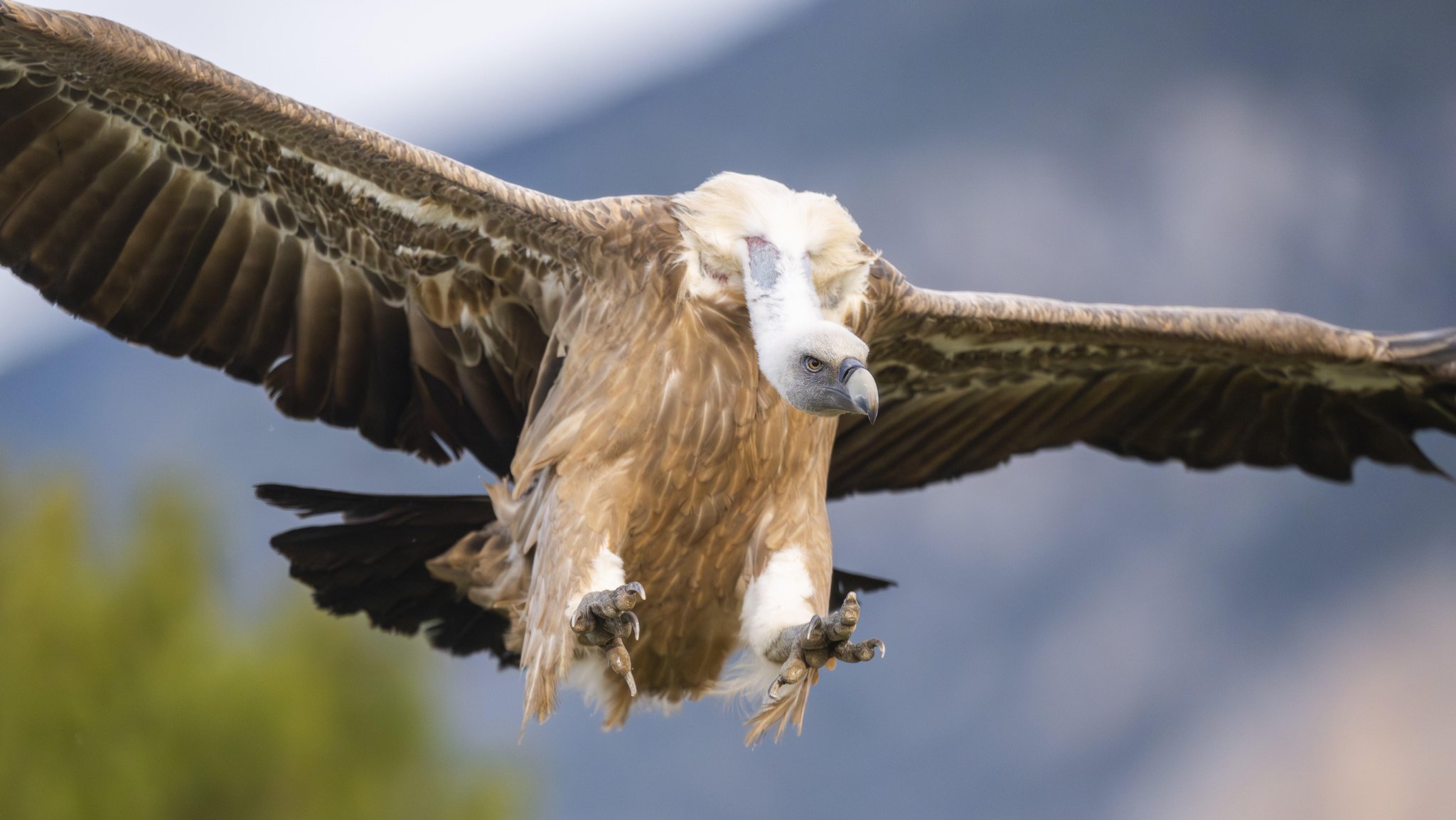 Ein Gänsegeier (Gyps fulvus). Die bis zu zwölf Kilo schweren Vögel brauchen aufsteigende Warmluft, um größere Strecken zurücklegen zu können.