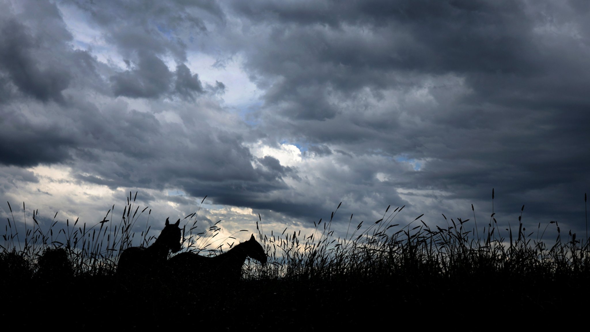 Pferde stehen unter Regenwolken auf einer Wiese.