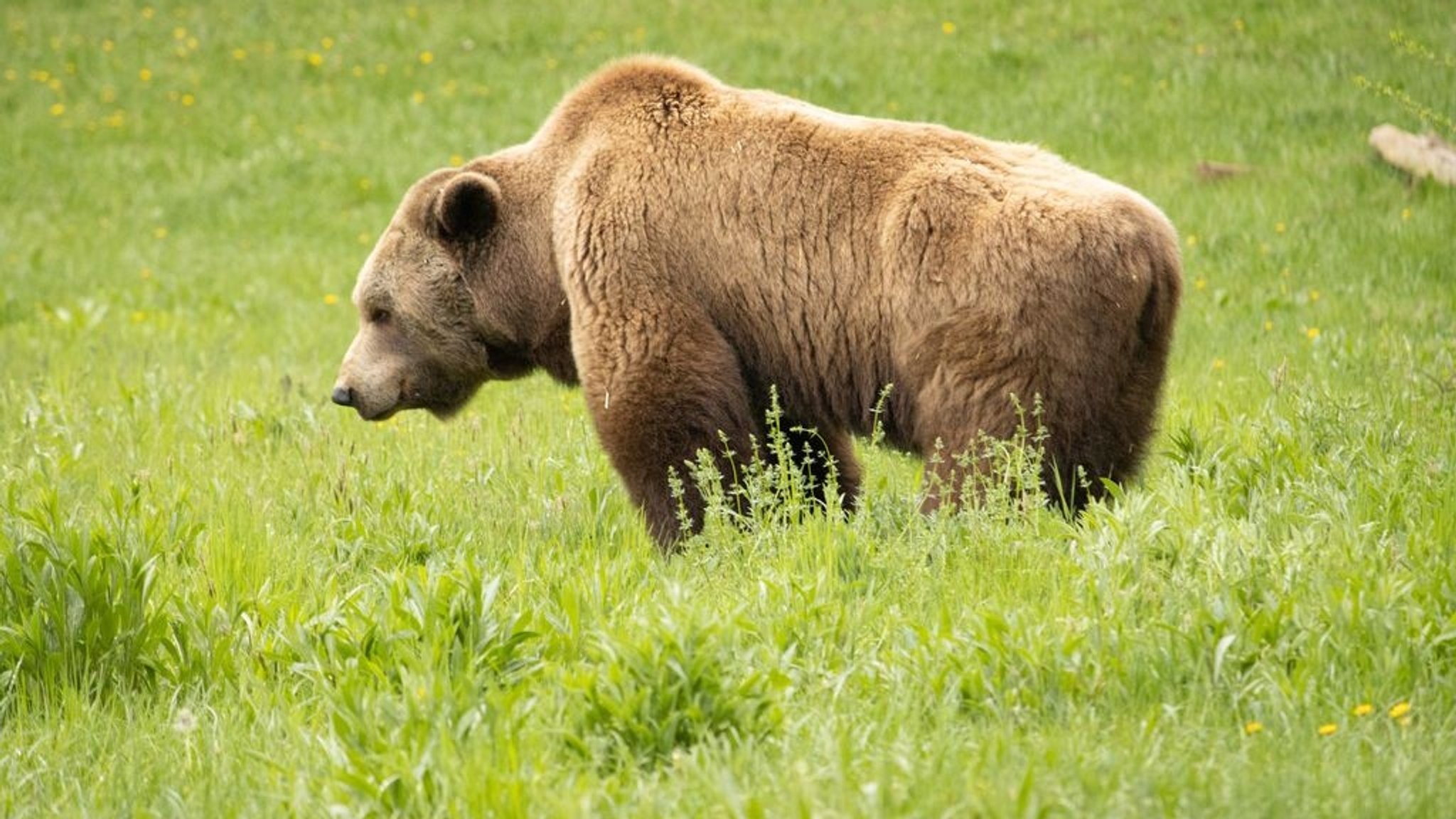 Ein Braunbär steht auf einer Wiese.