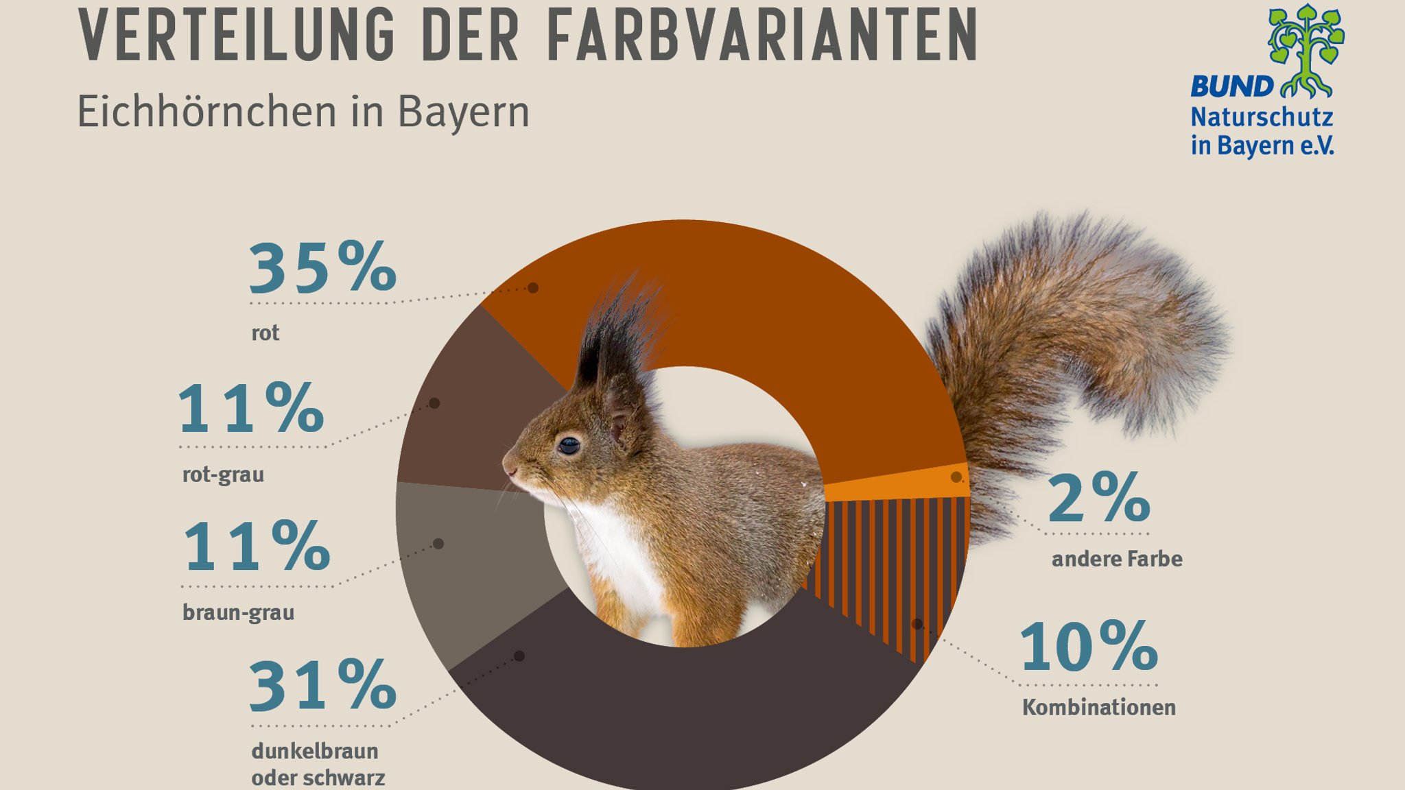 Kreisdiagramm, das die Frabverteilung bei Eichhörnchen aufzeigt