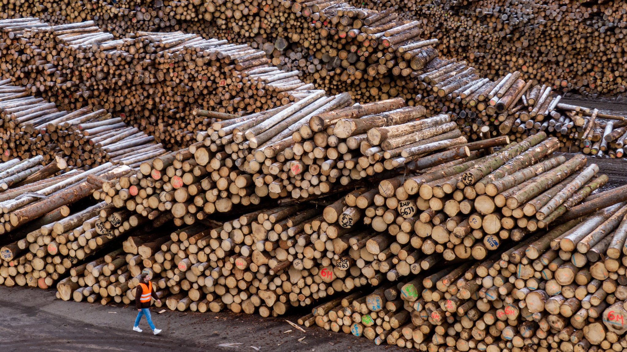 Holzstämme liegen auf dem Gelände des Sägewerks der Ziegler Group in Plößberg.