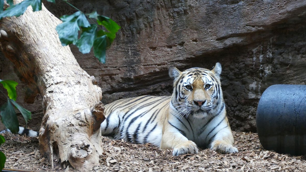 Weil es nicht gefunkt hat: Tigerinnen-Tausch im Raubtierhaus 