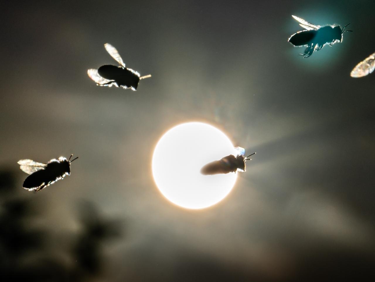 Bienen im Flug | Bild: picture-alliance/dpa/Frank Rumpenhorst/dpa Bienen im Flug