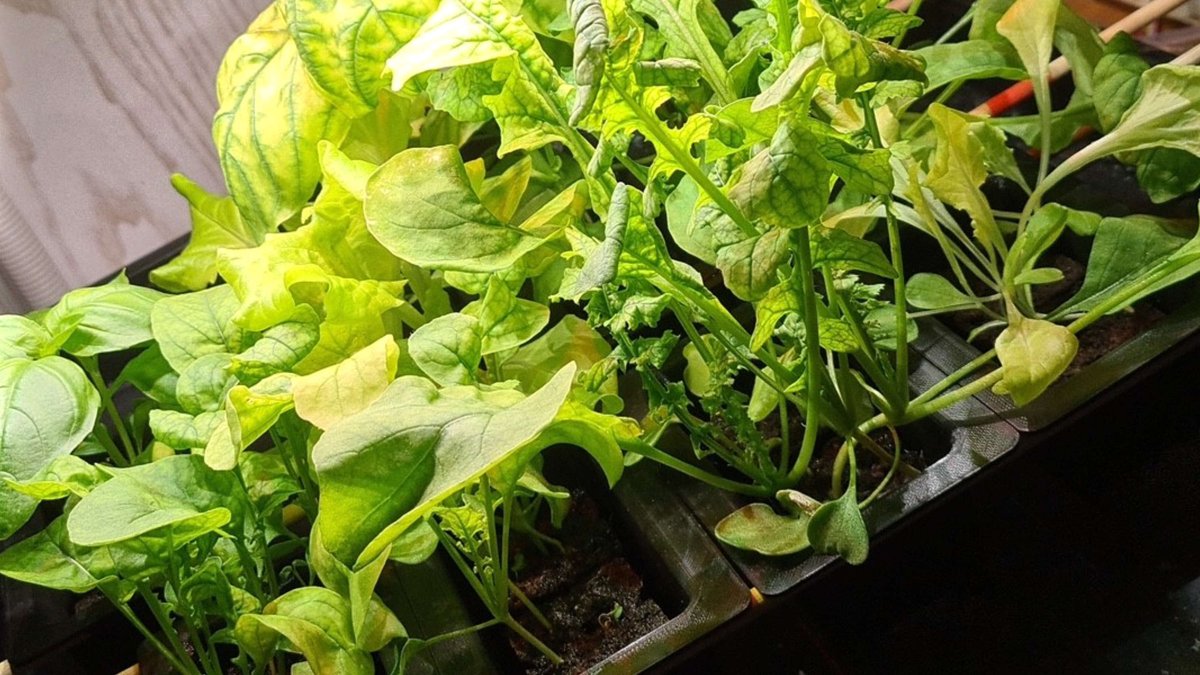 Kleine Salatpflanzen in Anzuchttöpfen