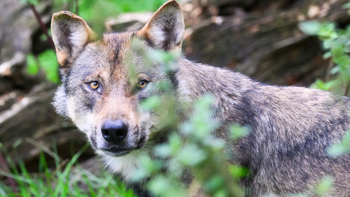 Nach mutmaßlichem Wolfsangriff: Schäfer suchen entlaufene Tiere