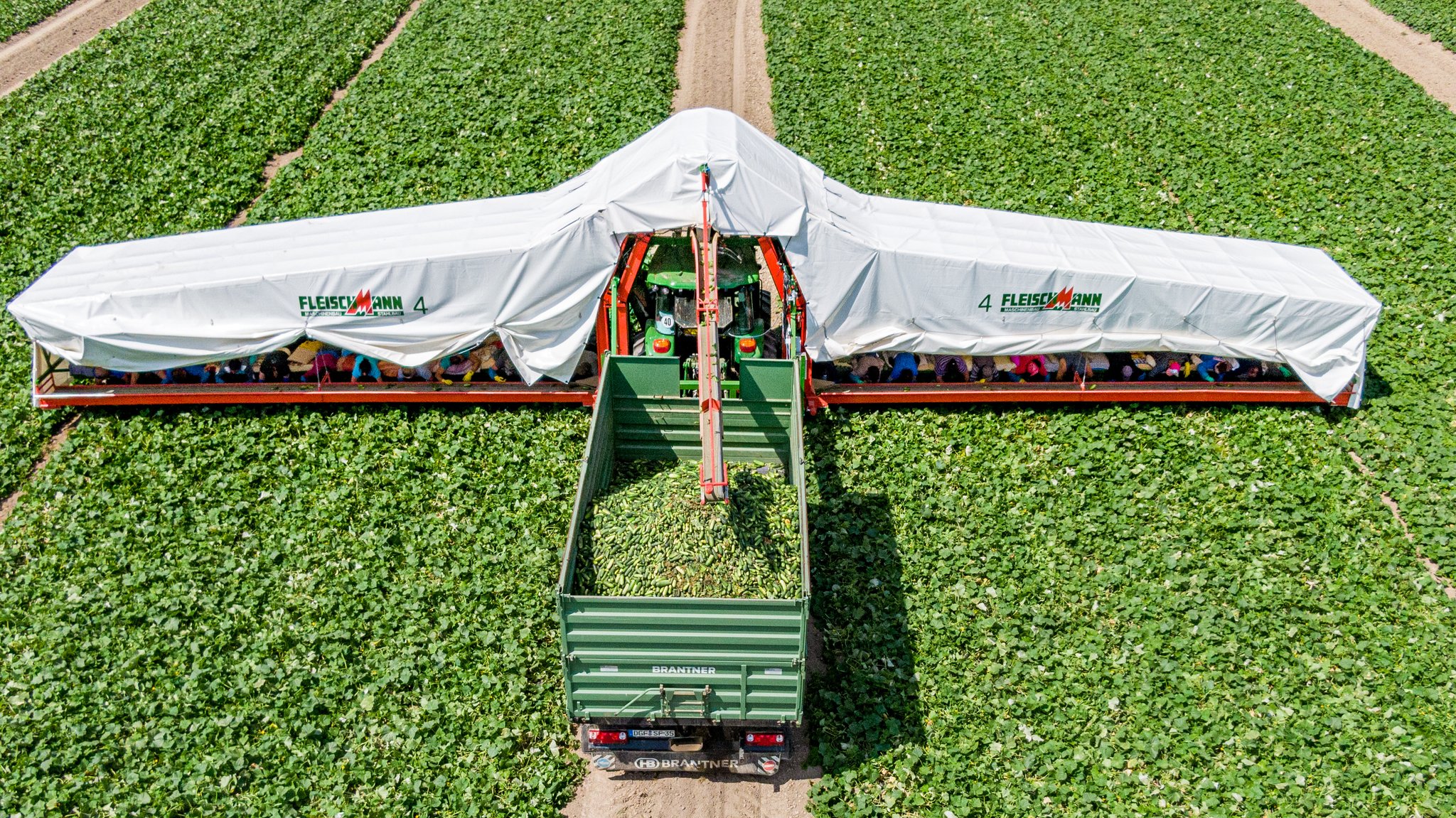 Ein sogenannter Gurkenflieger, auf dem die Erntehelfer liegen und Einlegegurken ernten