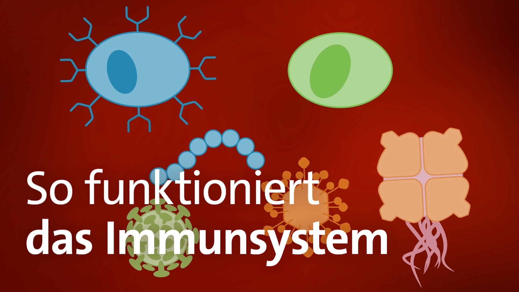 So funktioniert das Immunsystem