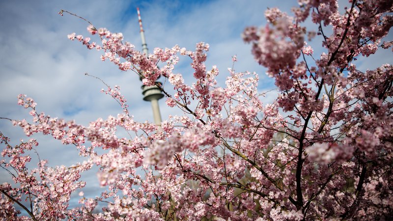 Das Wetter in Bayern: Frühlinghafte 20 Grad gegen Ende der Woche | Bild: picture alliance / dpa | Matthias Balk Das Wetter in Bayern: Frühlinghafte 20 Grad gegen Ende der Woche