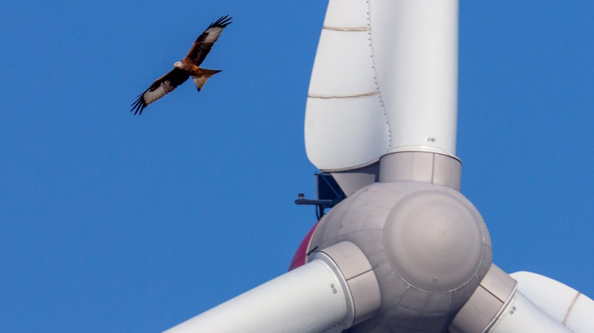 Windkraft und Vogelschutz: Neue Technik kann helfen
