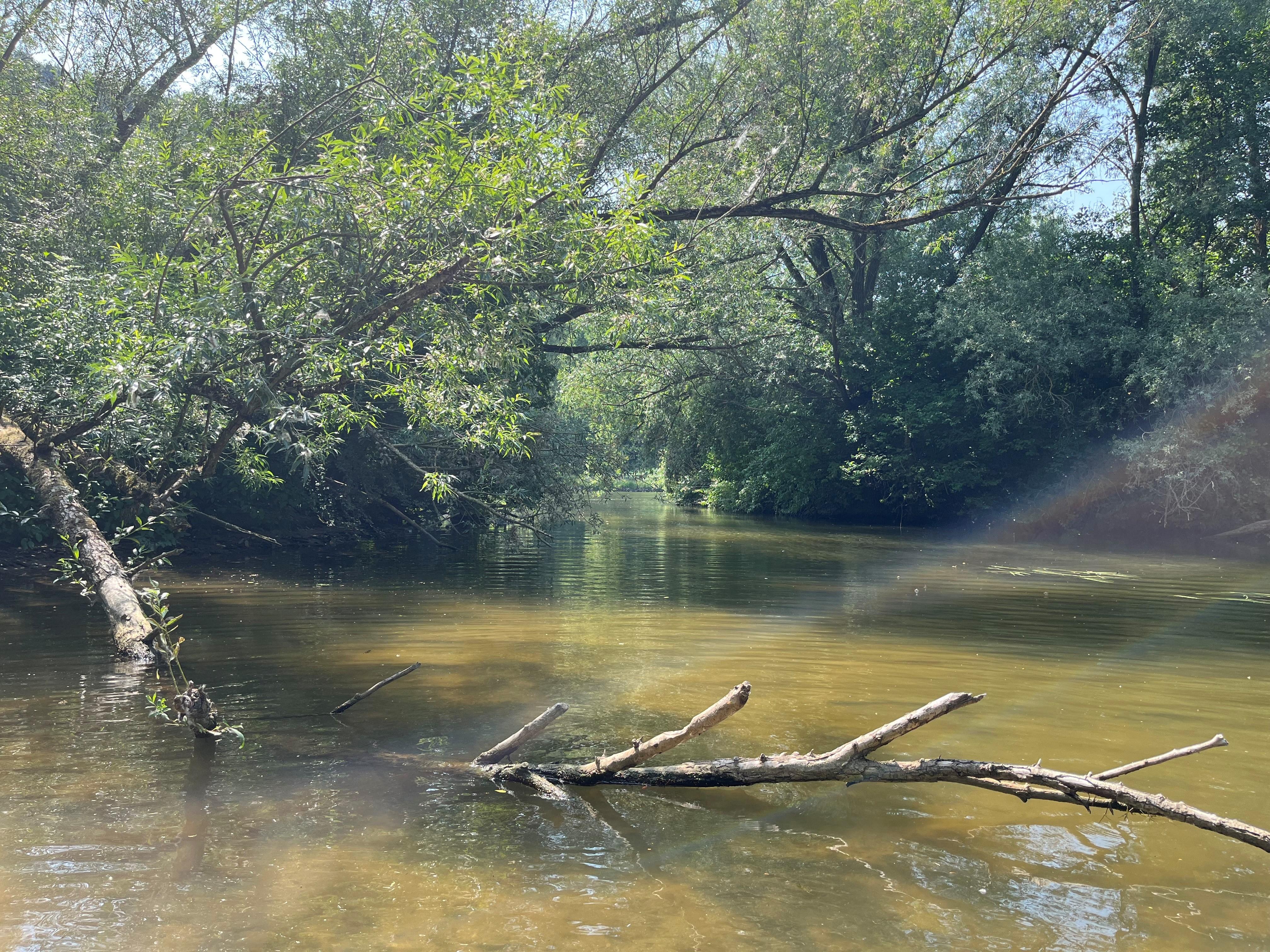 Fränkische Saale mit ins Wasser gefallenem Baum