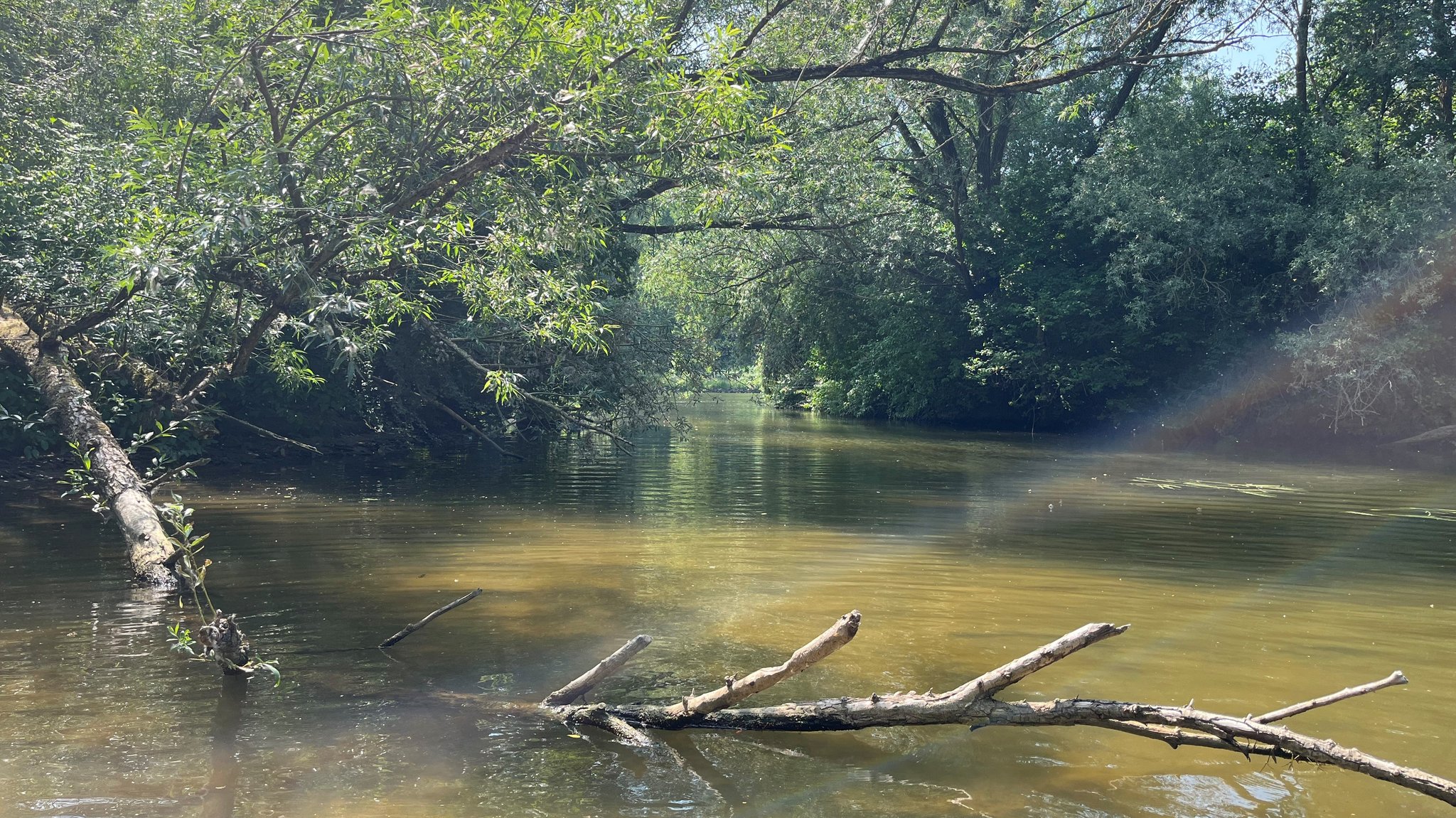 Fränkische Saale mit ins Wasser gefallenem Baum