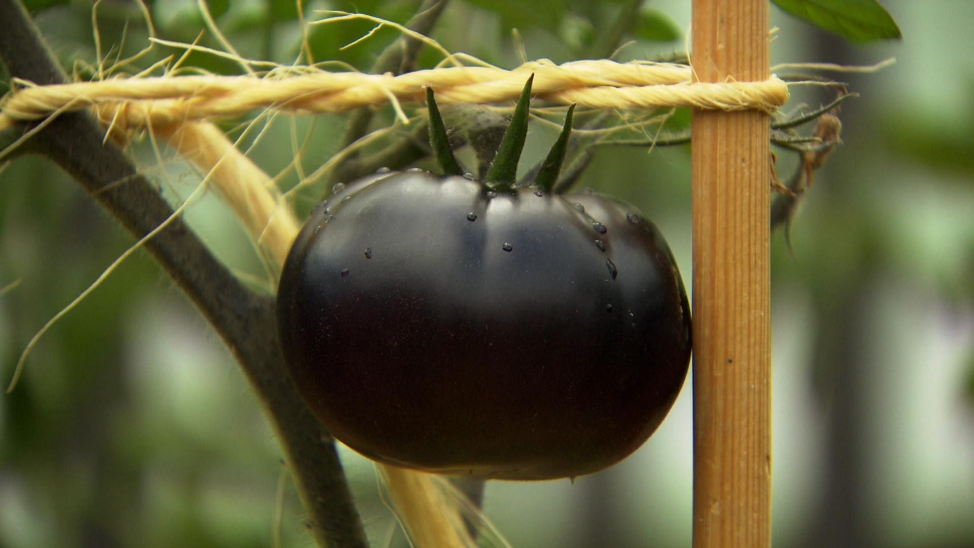 Black Beauty - die dunkelste Tomate der Welt.