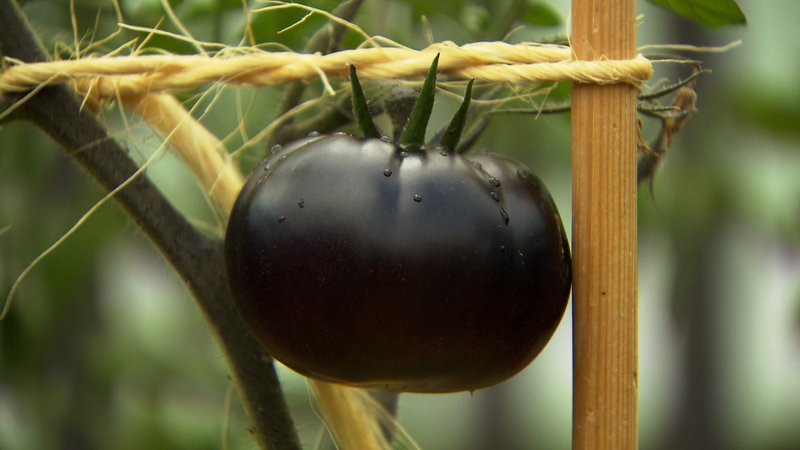 Black Beauty - die dunkelste Tomate der Welt. | Bild: BR/Christian Meckel Black Beauty - die dunkelste Tomate der Welt.