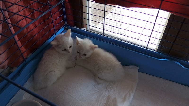 Zwei junge Katzen liegen in einem Käfig.