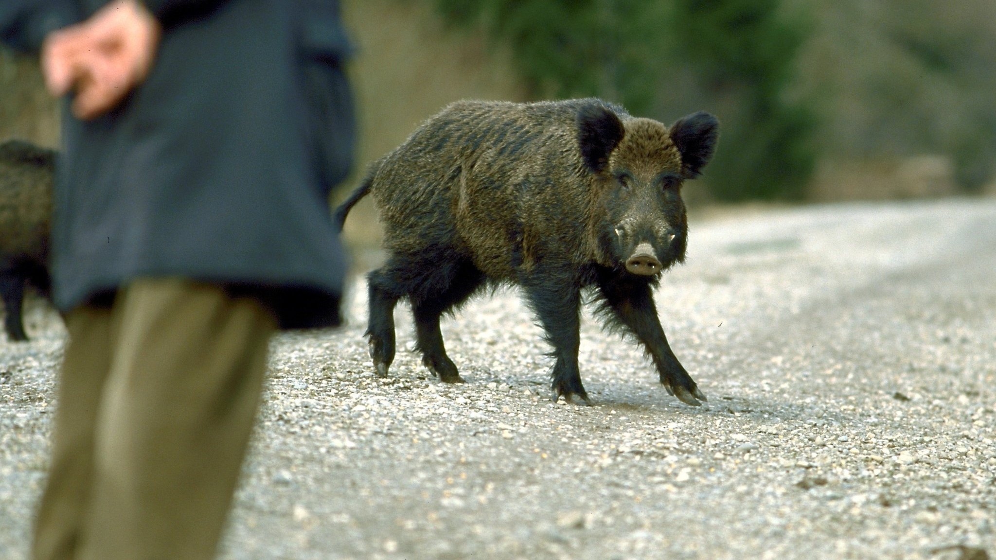 Eine Wildschwein und ein Mensch auf einer Straße