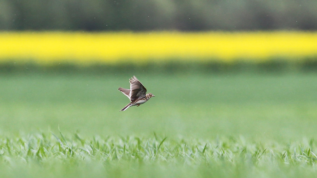 Feldlerche (Alauda arvensis), Altvogel fliegt über Maisfeld im Mai