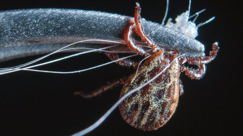 Zecke in einer Pinzette in extremer Nahaufnahme. | Bild: picture alliance/Patrick Pleul/dpa-Zentralbild/ZB Zecke in einer Pinzette in extremer Nahaufnahme.