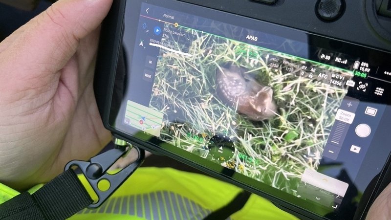 Ein Rehkitz liegt im hohen Gras. Per Drohne haben die Rehkitzretter es entdeckt. | Bild: Magdalena Rössert Ein Rehkitz liegt im hohen Gras. Per Drohne haben die Rehkitzretter es entdeckt.