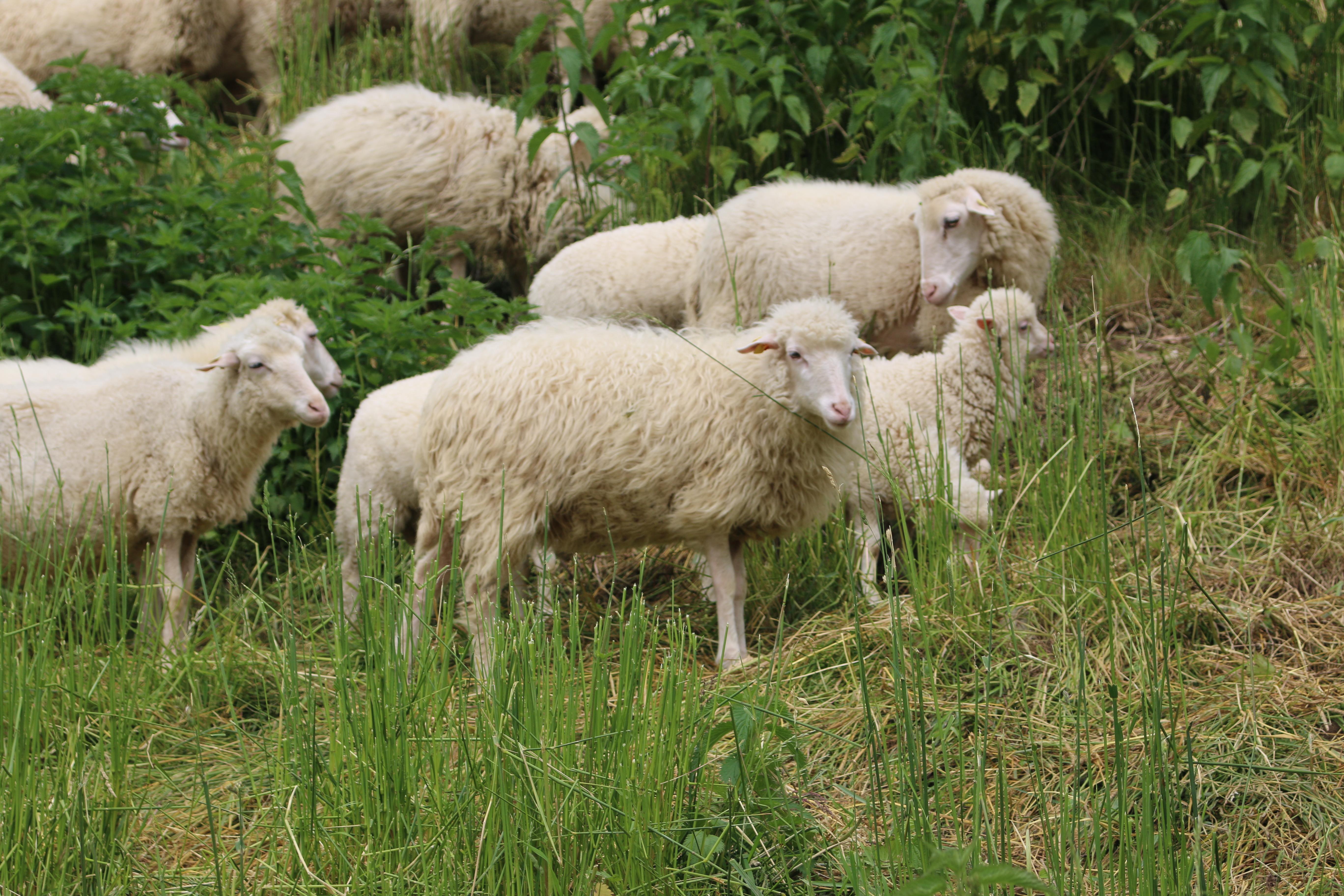 Schafe und Lämmer auf einer Wiese.