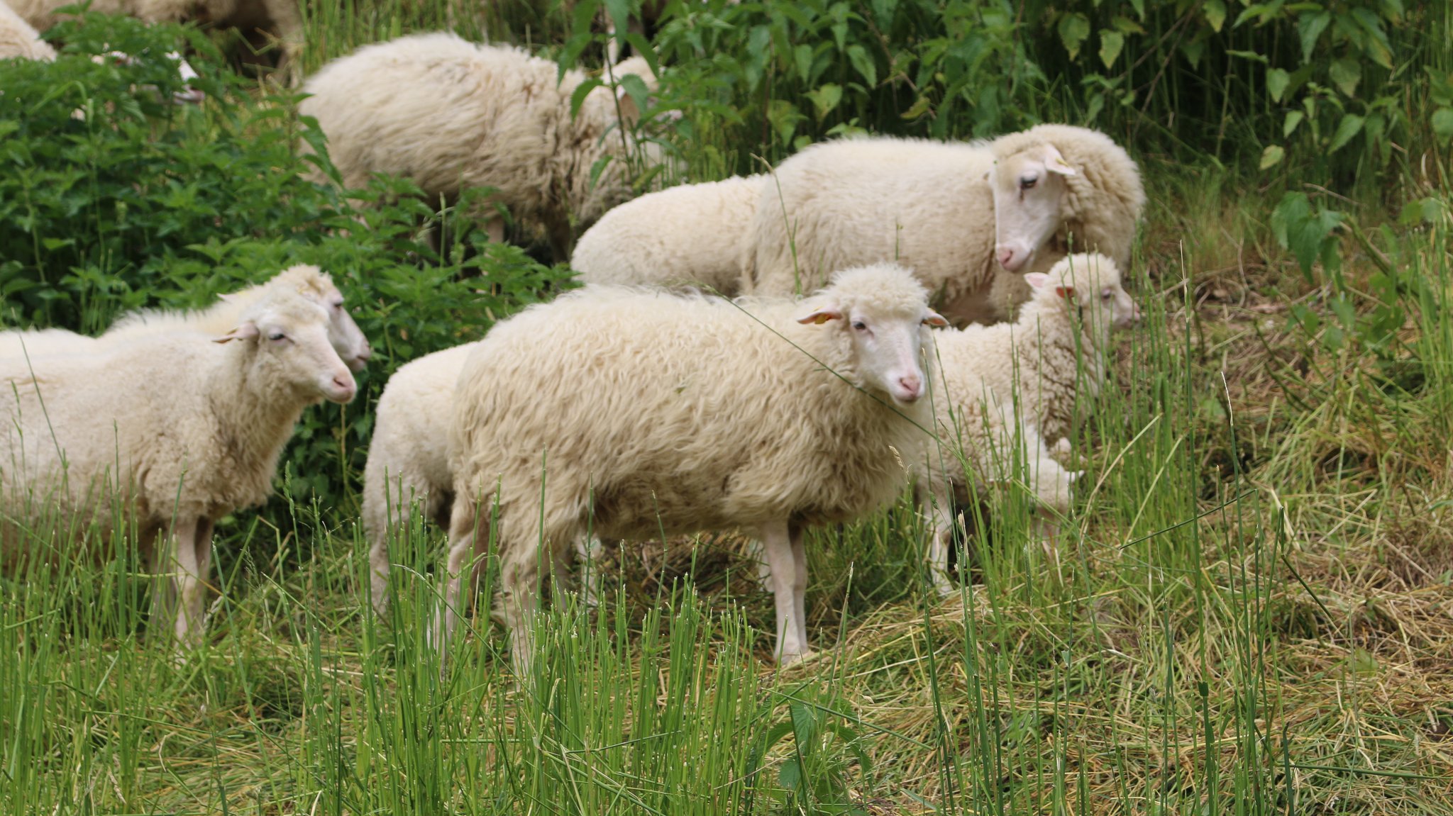 Schafe und Lämmer auf einer Wiese.