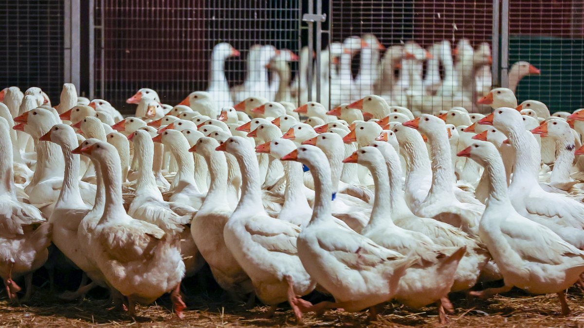 Vogelgrippe: Darum gibt es in Bayern (noch) keine Stallpflicht