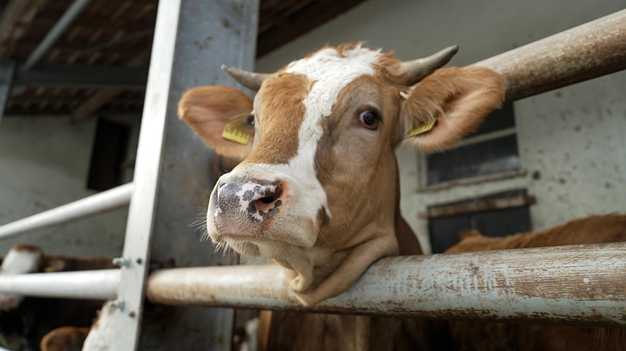 Eine Kuh in den Anlagen des landwirtschaftlichen Betriebs.