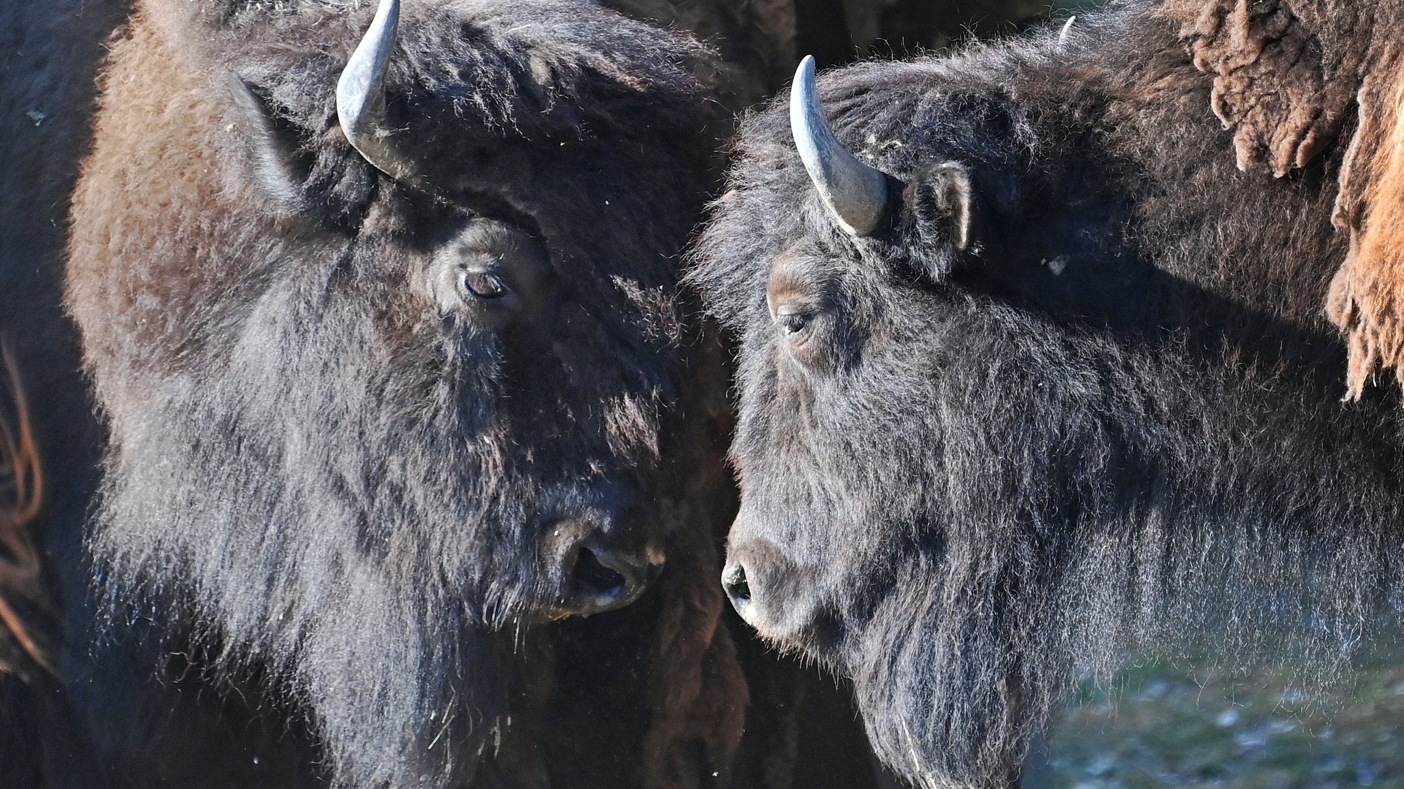 (Symbolbild) Bisons im Tierpark Hellabrunn in München | Bild: picture alliance / SvenSimon | Frank Hoermann/SVEN SIMON (Symbolbild) Bisons im Tierpark Hellabrunn in München