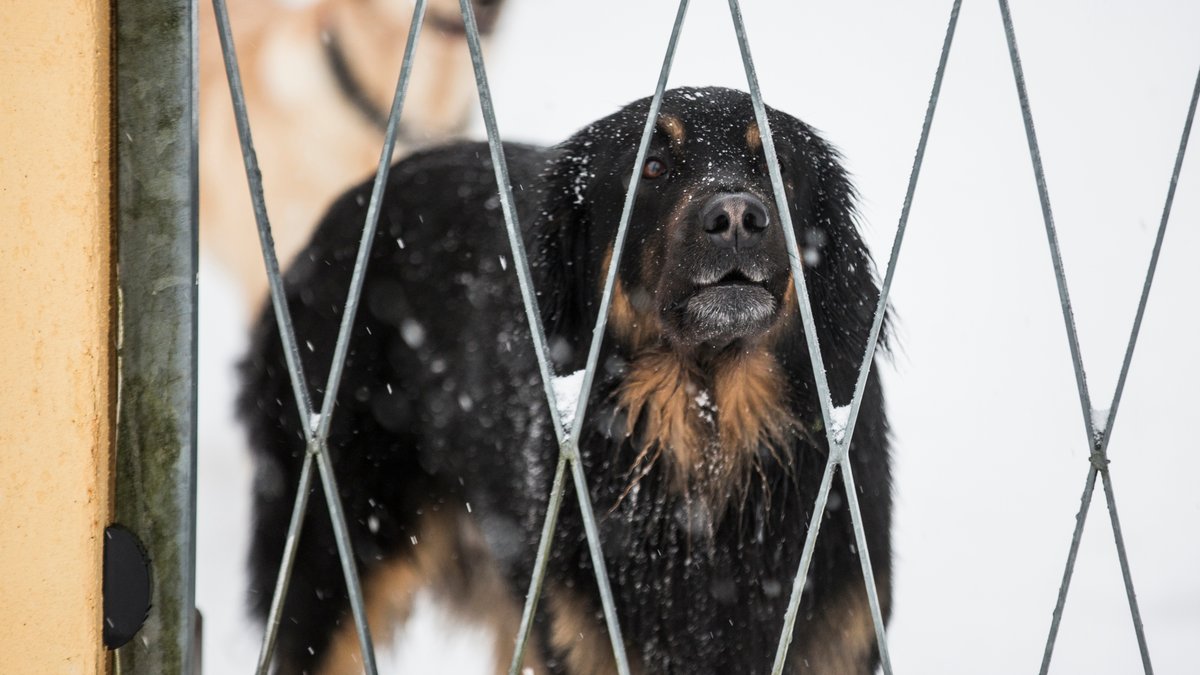 Tierquälerei-Verdacht in Hundepension: Polizei ermittelt 