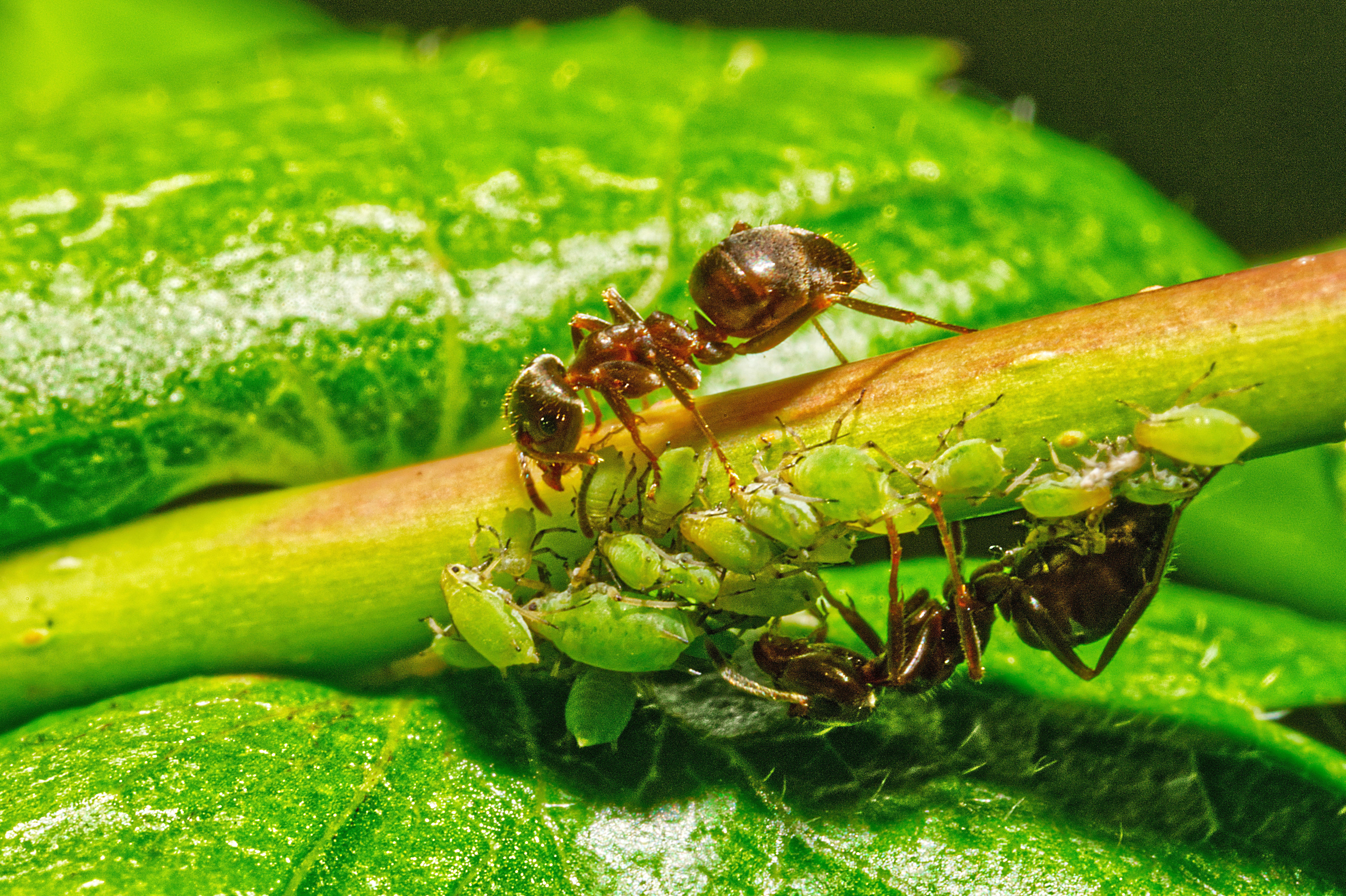 Ameise "melkt" Blattläuse