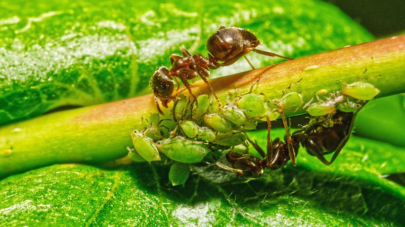 Ameise "melkt" Blattläuse | Bild: picture alliance / Zoonar | Lena Iliopoulou Ameise "melkt" Blattläuse