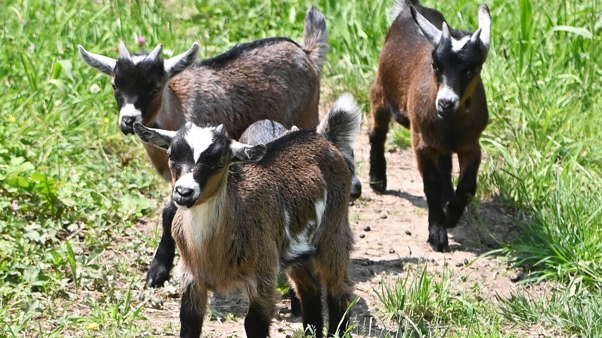 Zwergziegen auf einer Wiese. 