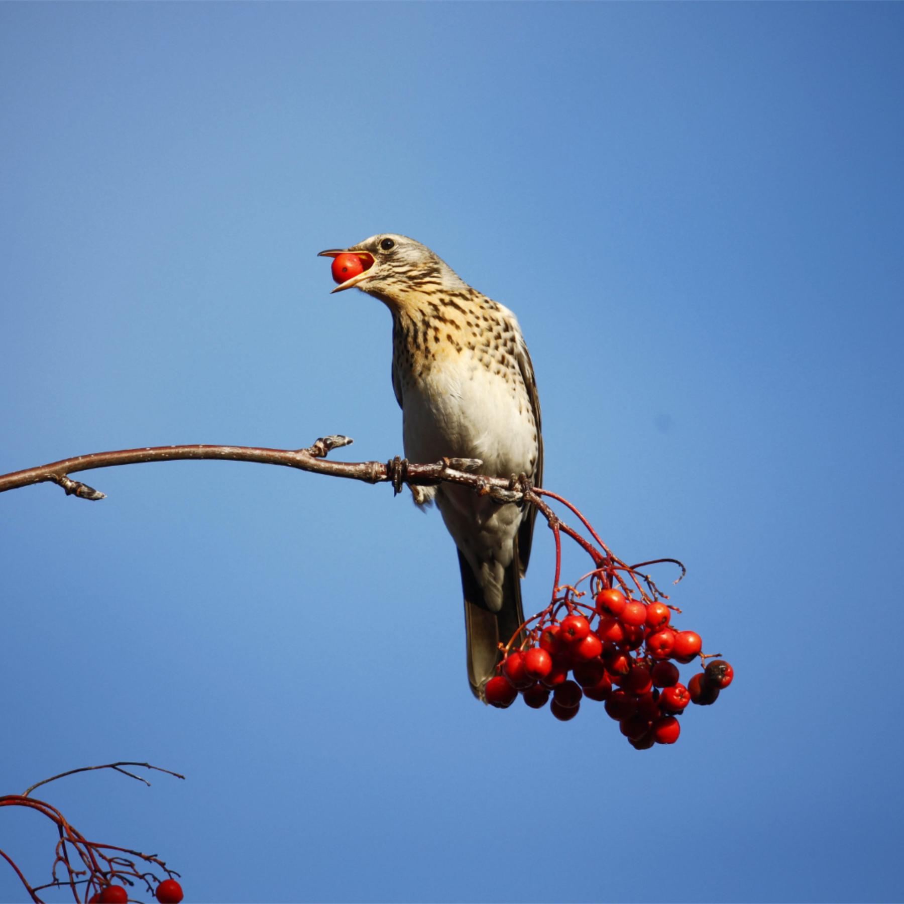 Birding in Bayern - Eine Hör-Safari für Vogelfreunde episode artwork