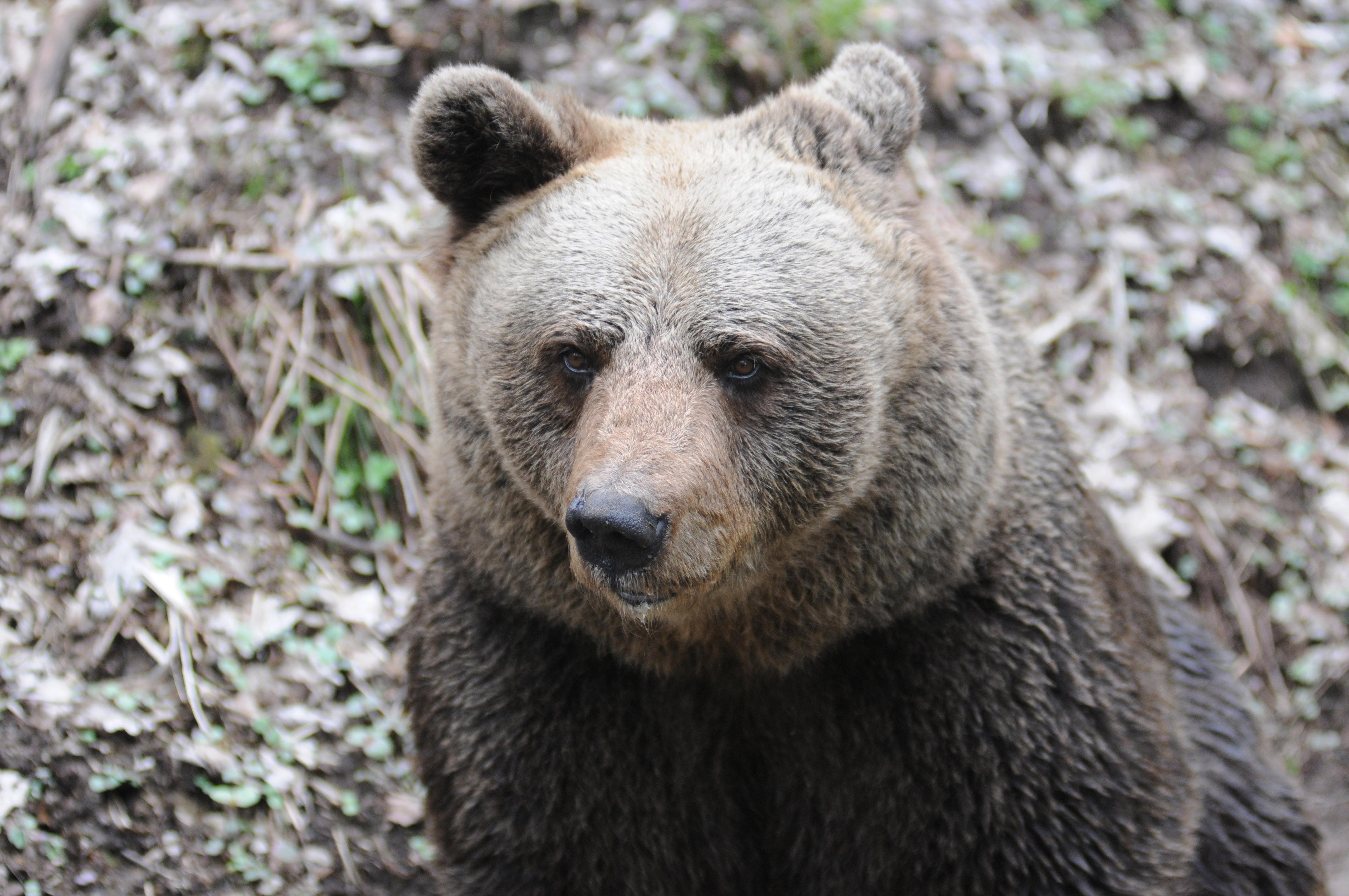 (Symbolbild) Wohin kommt Problembärin JJ4? Ihre Mutter Jurka, auf dem Bild zu sehen, lebt seit 2010 in einem Reservat im Schwarzwald.