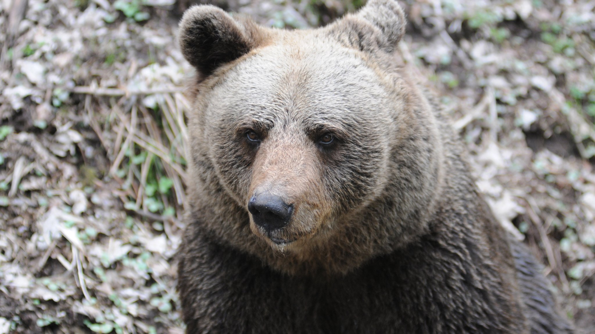 (Symbolbild) Wohin kommt Problembärin JJ4? Ihre Mutter Jurka, auf dem Bild zu sehen, lebt seit 2010 in einem Reservat im Schwarzwald.