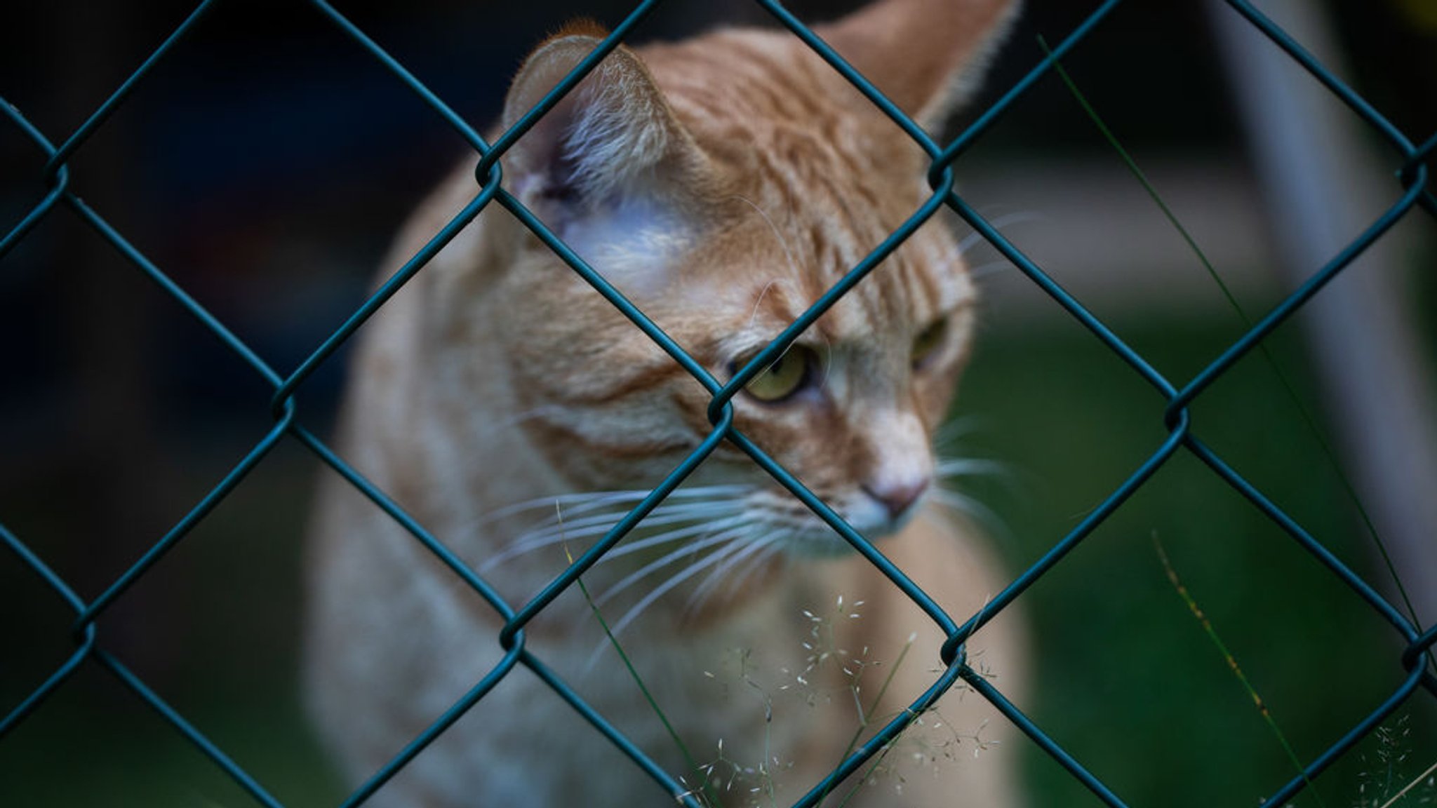 Eine Katze hinter einem Zaun.