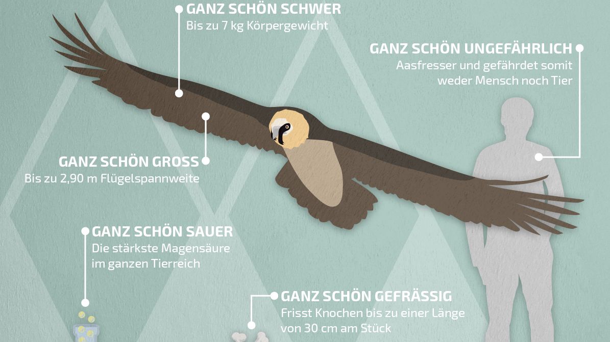 Die Bartgeier Wally Und Bavaria Sind Jetzt In Bayern Zuhause Br24