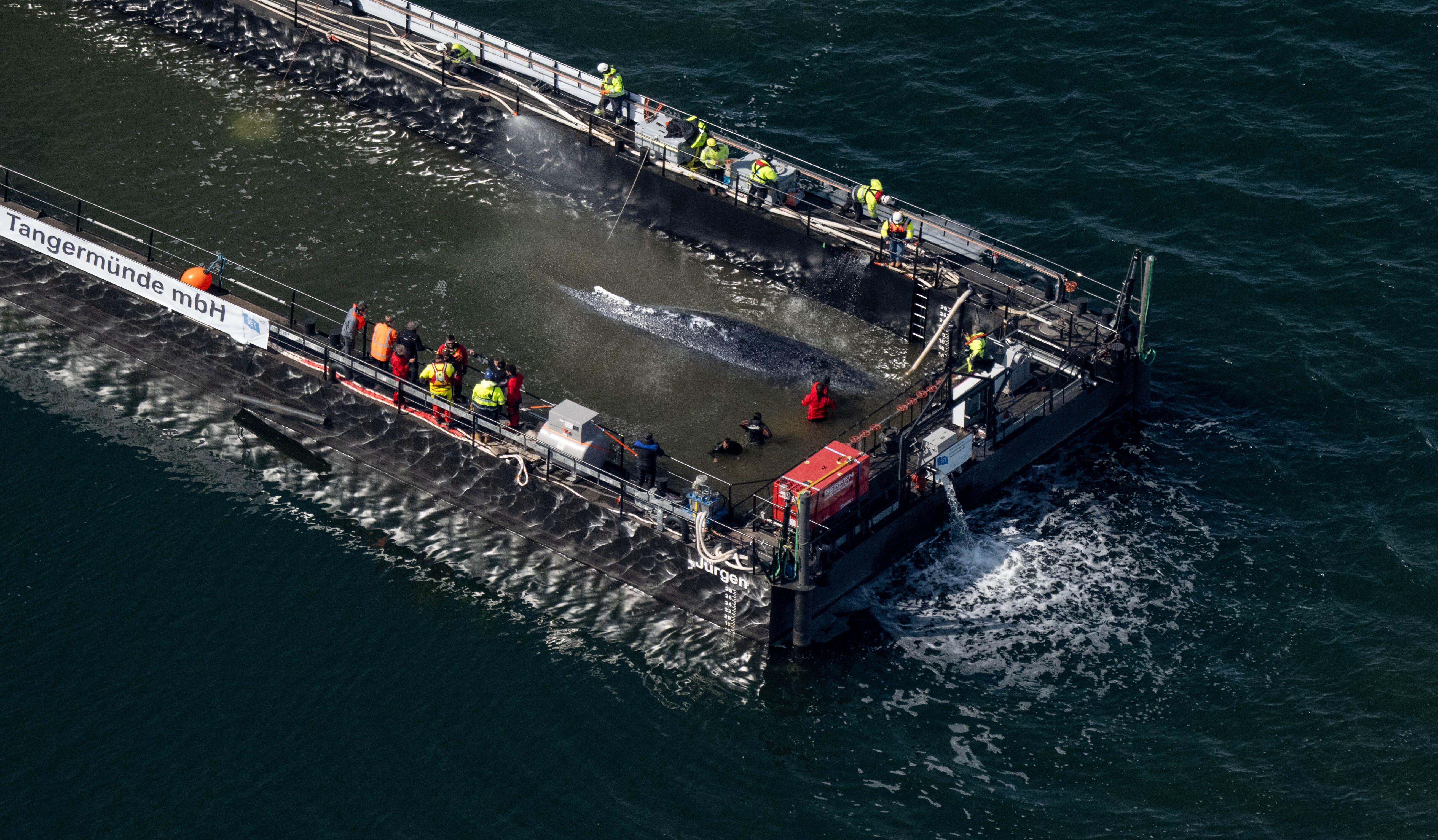 Der in der Ostsee gestrandete Buckelwal ist in dem für seinen Transport vorgesehenen Lastkahn angekommen.