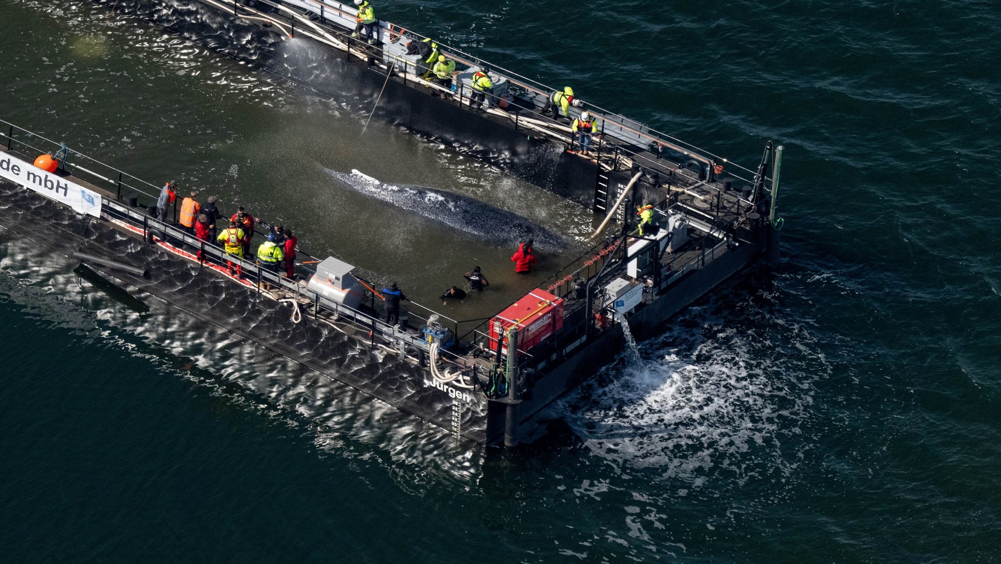 Der in der Ostsee gestrandete Buckelwal ist in dem für seinen Transport vorgesehenen Lastkahn angekommen.