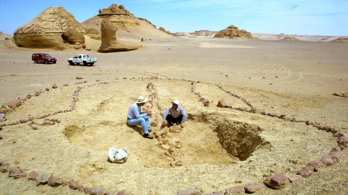 Versteinerte Wirbel eines Basilosaurus isis-Wales, Wadi al-Hitan, Ägypten