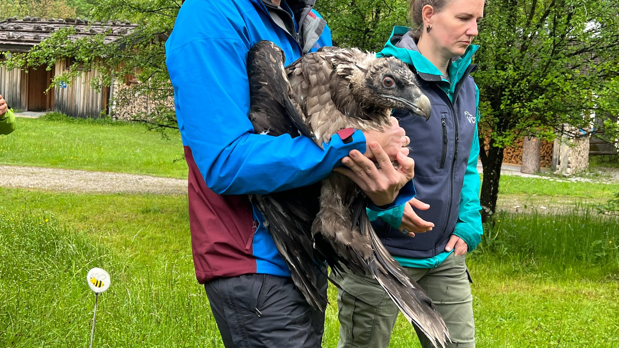 Im Nationalpark Berchtesgaden wurden heute Vormittag erneut zwei junge Bartgeier ausgewildert. Bartgeier Sisi stammt aus dem Alpenzoo Innsbruck.