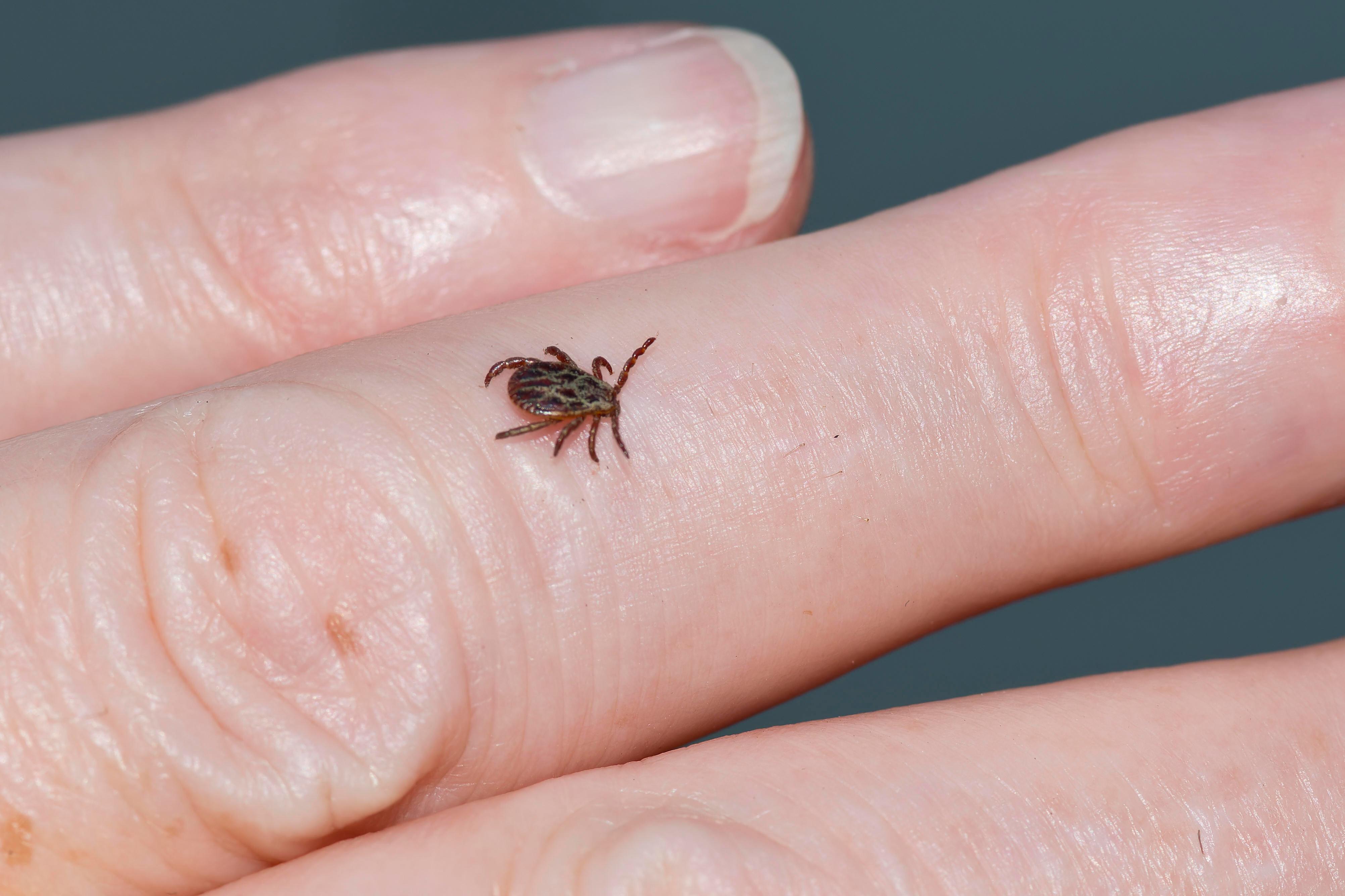 Eine Zecke krabbelt über Finger