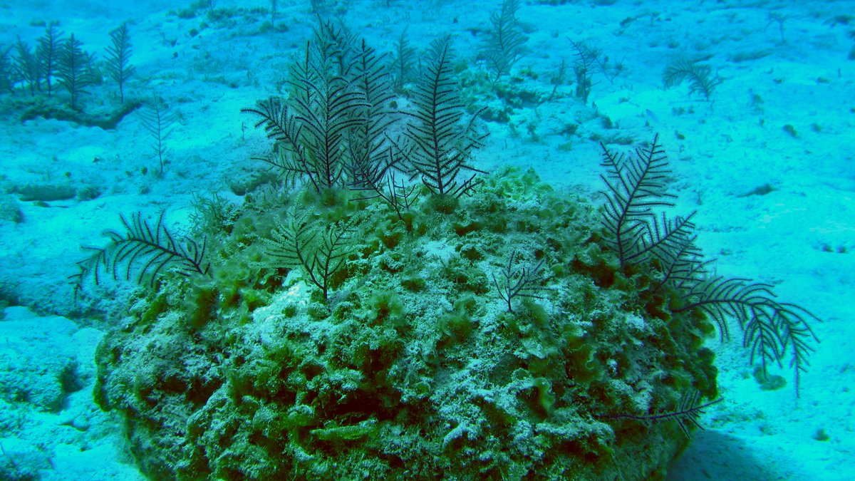 Bahamas-Korallen produzieren Wirkstoff gegen Tuberkulose