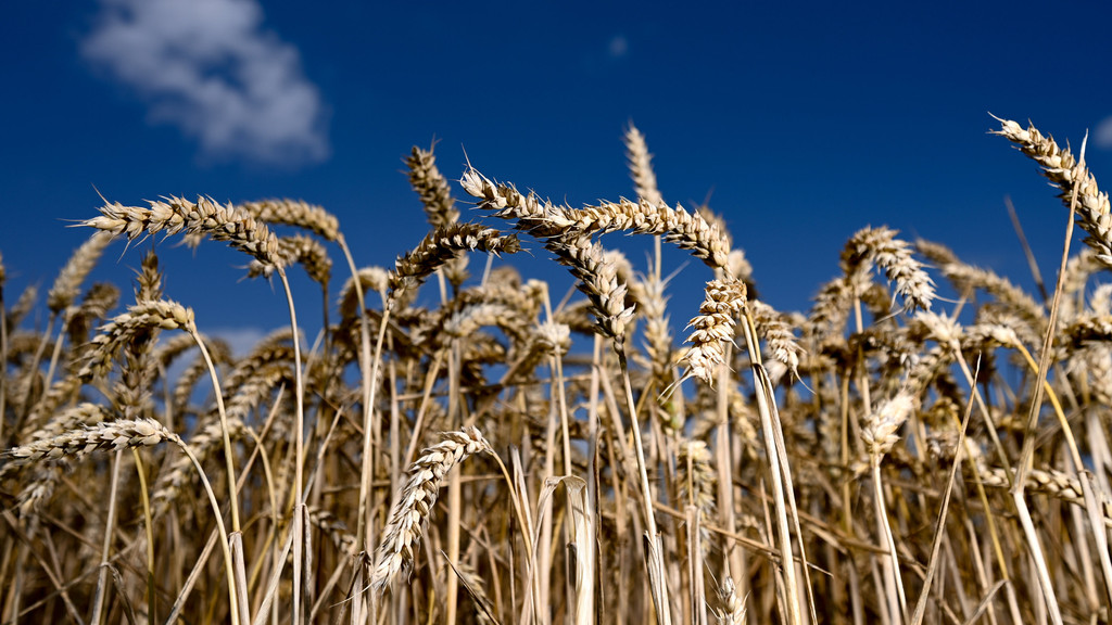 Russland und die Ukraine sind wichtige Weizen-Produzenten