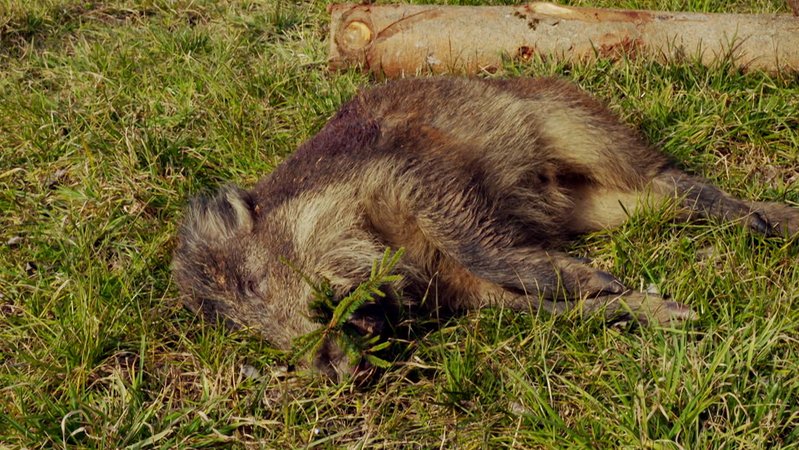 Erlegtes Wildschwein: Eine neue Studie zeigt, dass radioaktives Cäsium-137, das bei den Atomwaffentests der 1950er- und 1960er-Jahre frei wurde, die Wildschweine immer noch belastet.